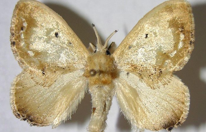 Figura 10. Adulto de <i>Minacraga plata</i> (Dalceridae), hembra vista dorsal, localidad Quebrada Trigal Sector Del Oro ACG (290m). Voucher: 06-SRNP-22731-DHJ359850.jpg.