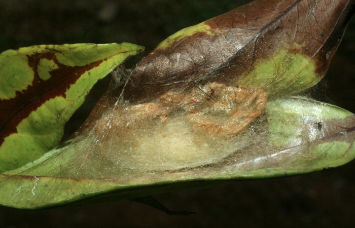 Figura 5. Prepupa de <i>Minacraga plata</i> (Dalceridae), vista dorsal, localidad Estación Biológica Quica Sector Pitilla ACG (470m). Voucher: 09-SRNP-31263-DHJ455015.jpg.