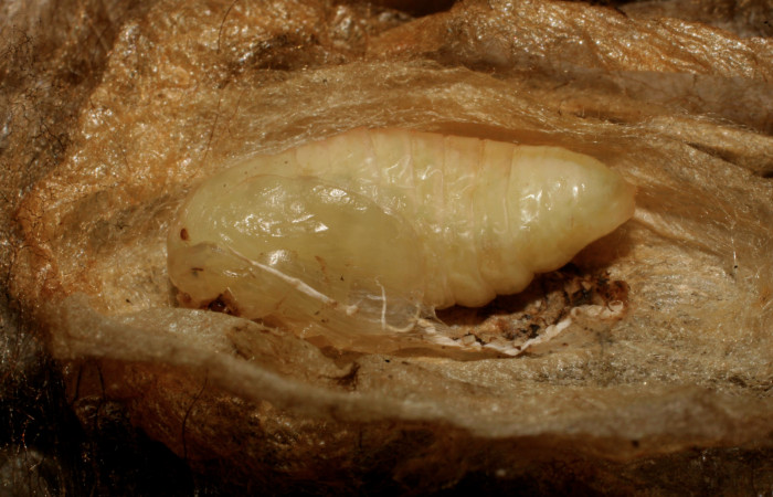 Figura 6. Pupa de <i>Minacraga plata</i> (Dalceridae), vista dorsal, localidad Flecha Sector Rincón Rain Forest ACG (491m). Voucher: 10-SRNP-69426-DHJ473824.jpg.