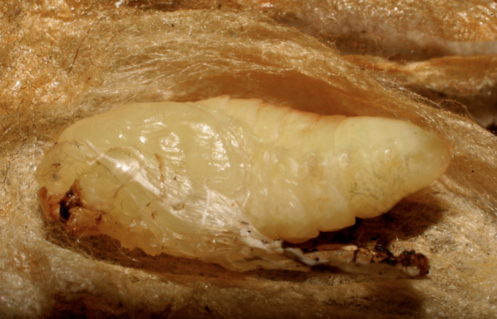 Figura 7. Pupa de <i>Minacraga plata</i> (Dalceridae), vista dorsal, localidad Flecha Sector Rincón Rain Forest ACG (491m). Voucher: 10-SRNP-69426-DHJ473828.jpg.