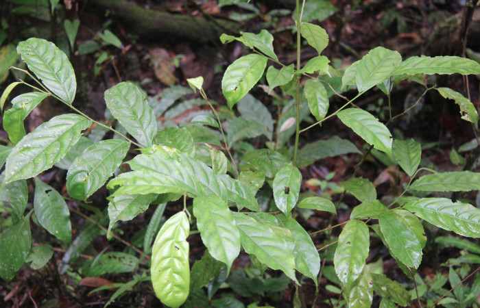 Figura 12. Planta hospedera de larva <i>Minacraga plata</i> (Dalceridae), esta planta se llama <i>Lacistema aggregatum</i> (Lacistemaceae), localidad Leonel Estación Biológica Quica Sector Pitilla ACG (510m).
