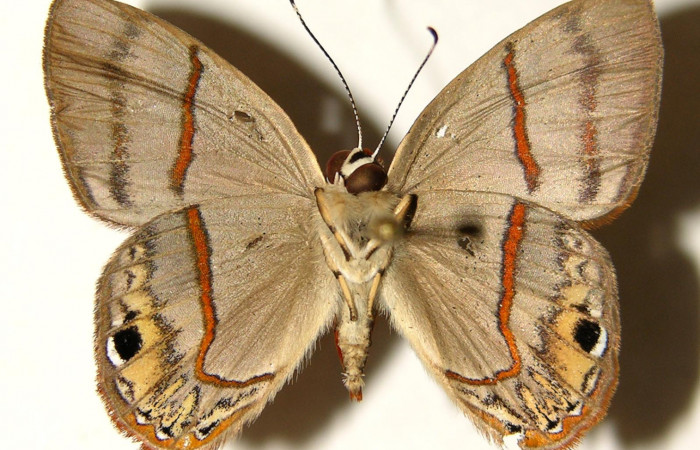 Figura 20. Adulto de <i>Euselasia mystica</i> (Riodinidae), hembra vista ventral, localidad Quebrada Raíz Sector Del Oro ACG (280m). Voucher: 02-SRNP-27495-DHJ91965.jpg.