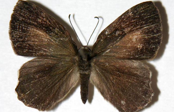 Figura 11. Adulto de <i>Euselasia amphidecta</i> (Riodinidae), hembra vista dorsal, localidad Puente Palma Sector San Cristóbal ACG (460m). Voucher: 03-SRNP-9950-DHJ321008.jpg.