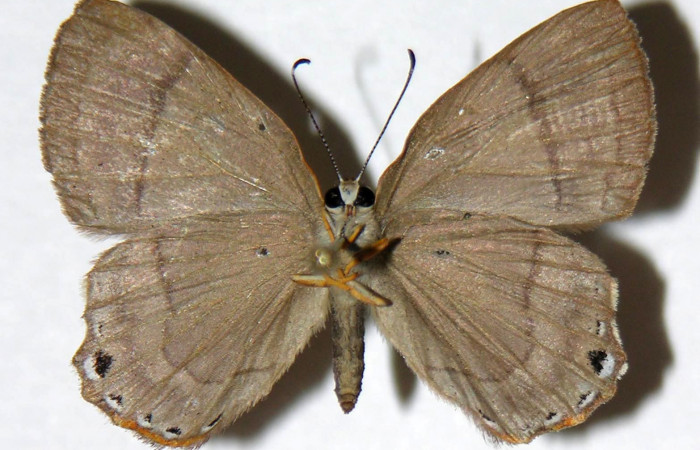 Figura 12. Adulto de <i>Euselasia amphidecta</i> (Riodinidae), hembra vista ventral, localidad Puente Palma Sector San Cristóbal ACG (460m). Voucher: 03-SRNP-9950-DHJ321009.jpg.