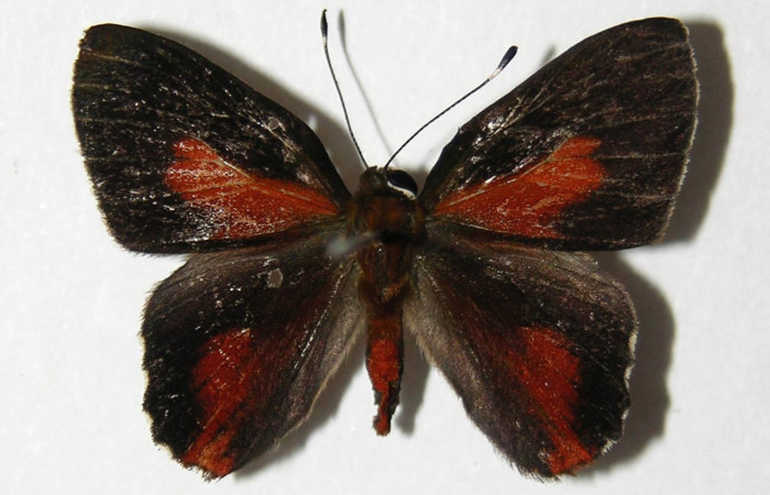 Figura 13. Adulto de <i>Euselasia amphidecta</i> (Riodinidae), macho vista dorsal, localidad Puente Palma Sector San Cristóbal ACG (460m). Voucher: 05-SRNP-4985-DHJ331516.jpg.