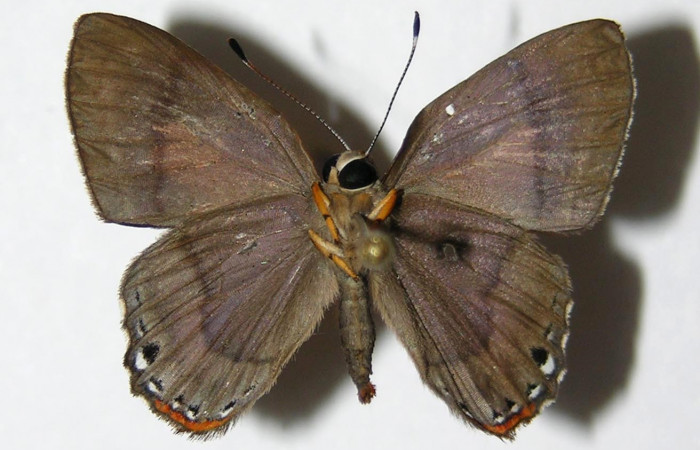 Figura 14. Adulto de <i>Euselasia amphidecta</i> (Riodinidae), macho vista ventral, localidad Puente Palma Sector San Cristóbal ACG (460m). Voucher: 05-SRNP-4985-DHJ331517.jpg.