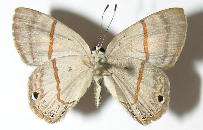 Figura 18. Adulto de <i>Euselasia mystica</i> (Riodinidae), hembra vista ventral, localidad Sendero Anonas Sector Rincón Rain Forest ACG (405m). Voucher: 06-SRNP-40257-DHJ343137.jpg.