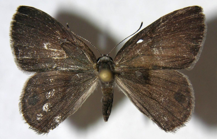Figura 25. Adulto de <i>Euselasia hygenius</i> (Riodinidae), hembra vista dorsal, localidad Pasmompa Sector Pitilla ACG (440m). Voucher: 07-SRNP-30846-DHJ362414.jpg.