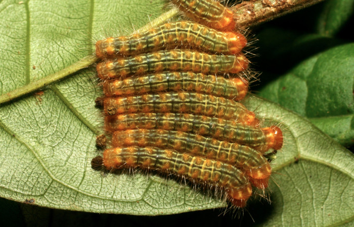 Figura 22. Larvas <i>Euselasia hygenius</i> (Riodinidae), vista dorsal, localidad Sendero Naciente Sector Pitilla ACG (700m). Voucher: 09-SRNP-70753-DHJ460903.jpg.