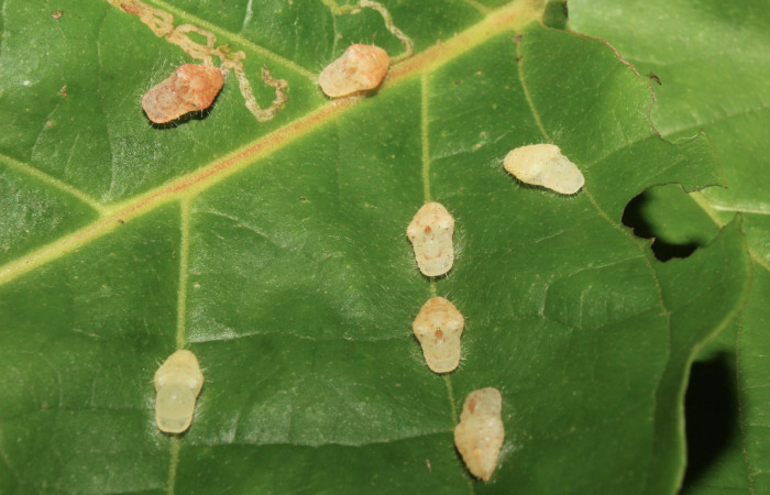 Figura 9. Pupas de <i>Euselasia amphidecta</i> (Riodinidae), vista dorsal, localidad Medrano Estación Biológica Quica Sector Pitilla ACG (380m). Voucher: 17-SRNP-72595-DHJ741047.jpg.