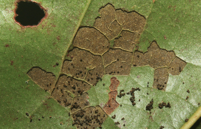 Figura 4. Comido de larvas <i>Euselasia amphidecta</i> (Riodinidae), localidad Medrano Estación Biológica Quica Sector Pitilla ACG (380m). Voucher: 17-SRNP-72596-DHJ738937.jpg.