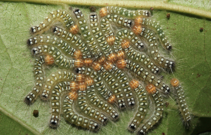 Figura 6. Larvas <i>Euselasia amphidecta</i> (Riodinidae), penúltimo estadío (PU) vista dorsal, localidad Medrano Estación Biológica Quica Sector Pitilla ACG (380m). Voucher: 17-SRNP-72596-DHJ741022.jpg.