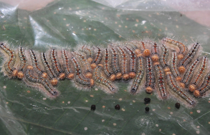 Figura 7. Larvas <i>Euselasia amphidecta</i> (Riodinidae), último estadío (U) vista dorsal, localidad Medrano Estación Biológica Quica Sector Pitilla ACG (380m). Voucher: 17-SRNP-72596-DHJ741057.jpg.