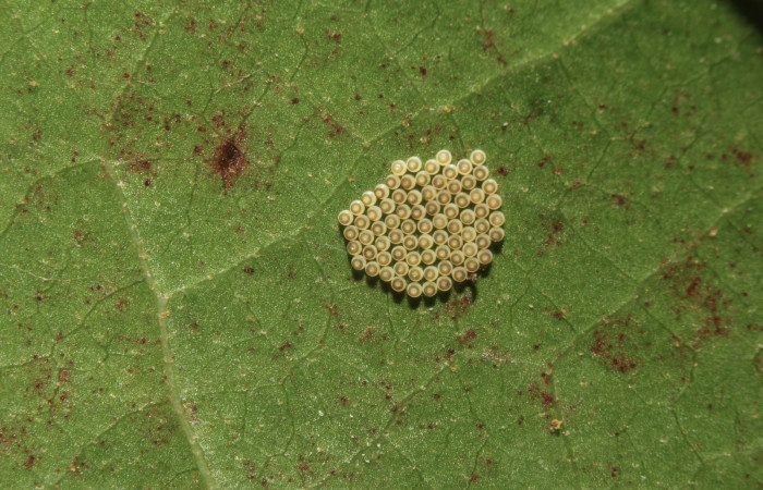 Figura 2. Huevos de larvas <i>Euselasia amphidecta</i> (Riodinidae), vista dorsal, localidad Medrano Estación Biológica Quica Sector Pitilla ACG (380m). Voucher: 17-SRNP-72613-DHJ738955.jpg.
