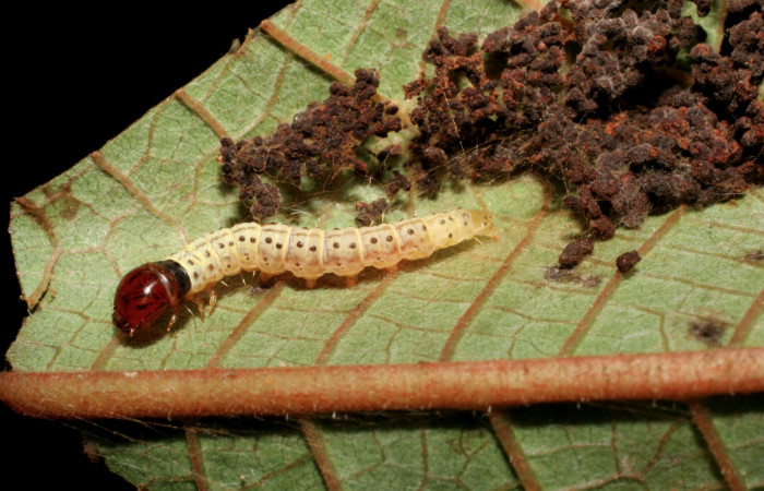 Figura 4. Larva <i>Gonioterma anna</i> (Depressariidae), penúltimo estadío (PU) vista lateral, localidad Camino Porvenir Sector Rincón Rain Forest ACG (383m). Voucher: 06-SRNP-42404-DHJ416958.jpg.