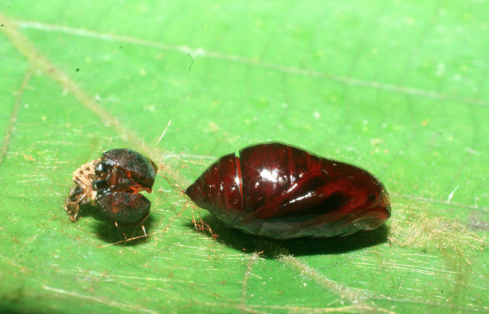 Figura 6. Pupa de <i>Gonioterma anna</i> (Depressariidae), vista lateral, localidad Quebrada Escondida Sector Rincón Rain Forest ACG (420m). Voucher: 09-SRNP-41211-DHJ459469.jpg.