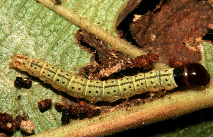 Figura 5. Larva <i>Gonioterma anna</i> (Depressariidae), último estadío (U) vista dorsal, localidad Sendero Huerta Sector San Cristóbal ACG (527m). Voucher: 09-SRNP-4723-DHJ464052.jpg.