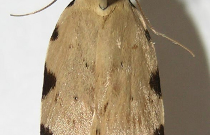 Figura 1. Adulto <i>Gonioterma anna</i> (Depressariidae), vista dorsal, localidad cafecito Sector Rincón Rain Forest ACG (455m). Voucher: 09-SRNP-69095-DHJ513141.jpg.