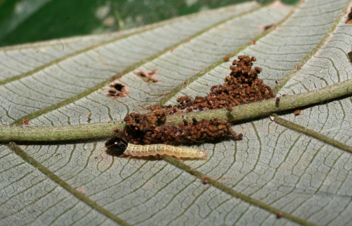 Figura 2. Larva <i>Gonioterma anna</i> (Depressariidae), tercer estadío (PPU) vista dorsal, localidad Sendero Manguera Estación Quica Sector Pitilla ACG (470m). Voucher: 09-SRNP-70372-DHJ460806.jpg.