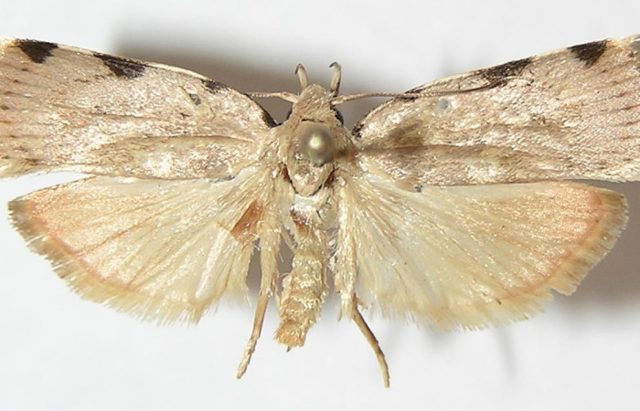 Figura 7. Adulto de <i>Gonioterma anna</i> (Depressariidae), vista dorsal, localidad Sendero Rincón Sector Rincón Rain Forest ACG (430m). Voucher: 10-SRNP-42458-DHJ531622.jpg.