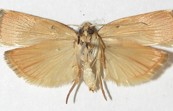 Figura 8. Adulto de <i>Gonioterma anna</i> (Depressariidae), vista ventral, localidad Sendero Rincón Sector Rincón Rain Forest ACG (430m). Voucher: 10-SRNP-42458-DHJ531623.jpg.