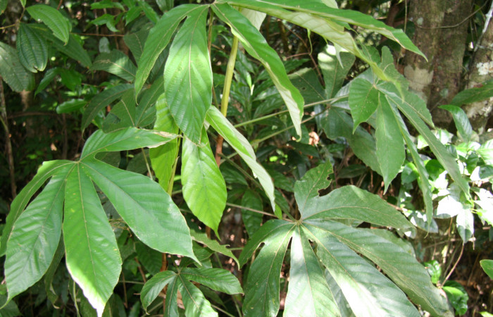 Figura 9. Planta hospedera de <i>Gonioterma anna</i> (Depressariidae), esta se llama <i>Pourouma bicolor</i> (Urticaceae), localidad Leonel Estación Biológica Quica Sector Pitilla ACG (510m).