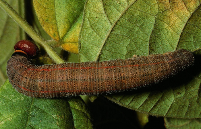 Figura 4. Larva <i>Chioides catillus</i> (Hesperiidae), último estadío (U) vista parte dorsal, localidad Tangelo Sector Del Oro ACG (410m). Voucher: 03-SRNP-1832-DHJ71775.jpg.