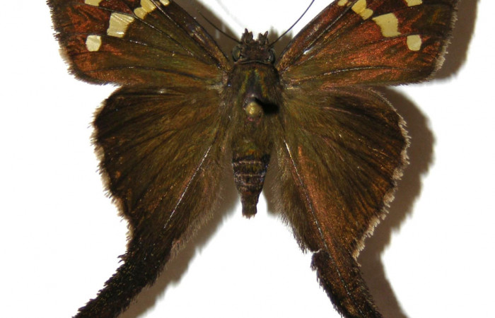Figura 1. Adulto de <i>Chioides catillus</i> (Hesperiidae), vista dorsal, localidad Pasmompa Sector Pitilla ACG (440m). Voucher: 04-SRNP-34914-DHJ306674.jpg.