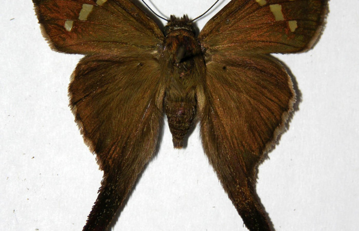 Figura 9. Adulto de <i>Chioides catillus</i> (Hesperiidae), hembra vista dorsal, localidad Pasmompa Sector Pitilla ACG (440m). Voucher: 05-SRNP-31764-DHJ323822.jpg.