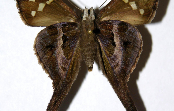 Figura 10. Adulto de <i>Chioides catillus</i> (Hesperiidae), hembra vista ventral, localidad Pasmompa Sector Pitilla ACG (440m). Voucher: 05-SRNP-31764-DHJ323823.jpg.