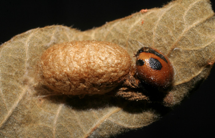 Figura 12. Capullo de parásito <i>Casinaria</i> legalisDHJ03 (Ichneumonidae), que ataca <i>Chioides catillus</i> (Hesperiidae) vista dorsal, localidad Pasmompa Sector Pitilla ACG (440m). Voucher: 07-SRNP-31595-DHJ448494.jpg.