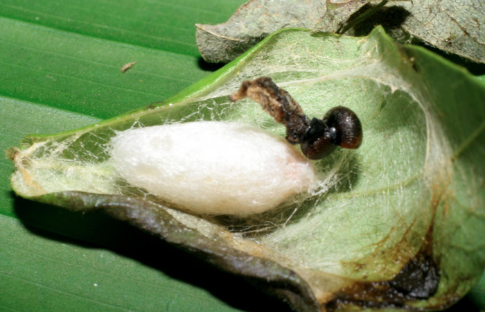 Figura 11. Capullo de parásito <i>Pneumagathis erythrogastra</i> (Braconidae) que ataca <i>Chioides catillus</i> (Hesperiidae) vista dorsal, localidad Mamones Sector Mundo Nuevo ACG (365m). Voucher: 07-SRNP-57954-DHJ428581.jpg.