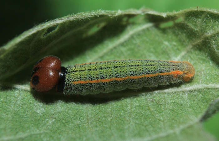 Figura 2. Larva <i>Chioides catillus</i> (Hesperiidae), tercer estadío (PPU) vista lateral, localidad Coneja Estación Quica Sector Pitilla ACG (415m). Voucher: 15-SRNP-70766-DHJ727233.jpg.