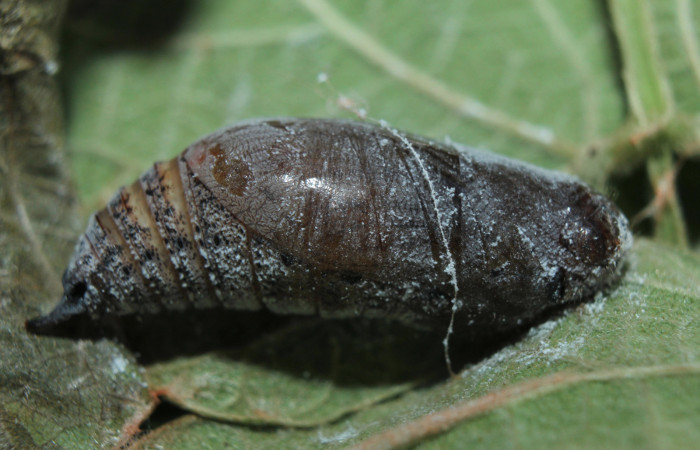 Figura 6. Pupa <i>Chioides catillus</i> (Hesperiidae), vista dorsal, localidad Coneja Estación Quica Sector Pitilla ACG (415m). Voucher: 15-SRNP-70766-DHJ727302.jpg.