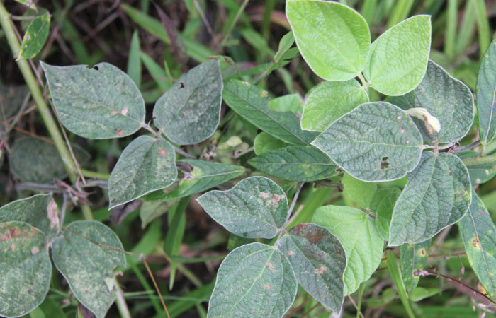 Figura 13. Planta hospedera de <i>Chioides catillus</i> (Hesperiidae), esta planta se llama <i>Rhynchosia reticulata</i> (Fabaceae), localidad Medrano Estación Quica Sector Pitilla ACG (380m).