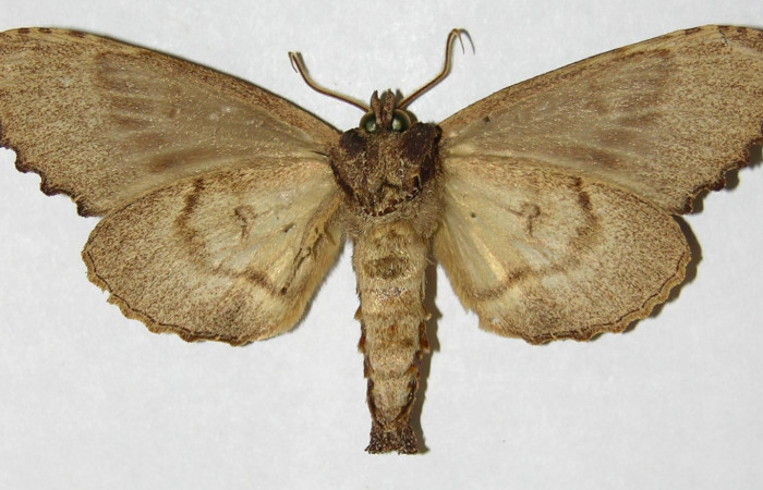 Figura 18. Adulto de <i>Naprepa flexifera</i> (Notodontidae), macho vista ventral, localidad Estación Biológica Cacao Sector Cacao ACG (1150m). Voucher: 03-SRNP-23081-DHJ310395.jpg.