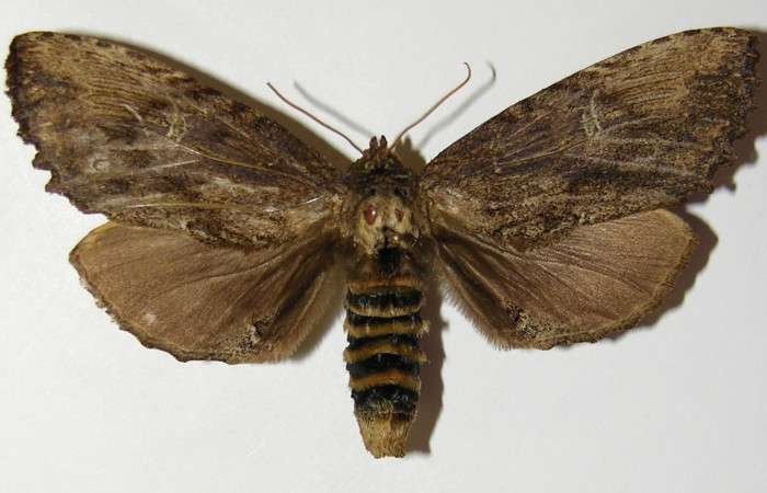 Figura 1. Adulto de <i>Naprepa cyllota</i> (Notodontidae), vista dorsal, localidad Cabrera, Sector Pitilla ACG (500m). Voucher: 04-SRNP-31738-DHJ300752.jpg.