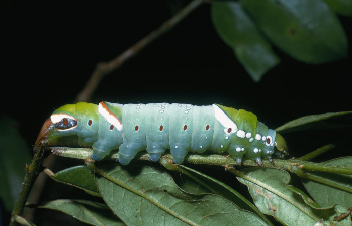 Figura 4. Larva <i>Naprepa cyllota</i> (Notodontidae), último estadío (U) vista lateral, localidad Cabrera Sector Pitilla ACG (500m). Voucher: 04-SRNP-31738-DHJ82556.jpg.