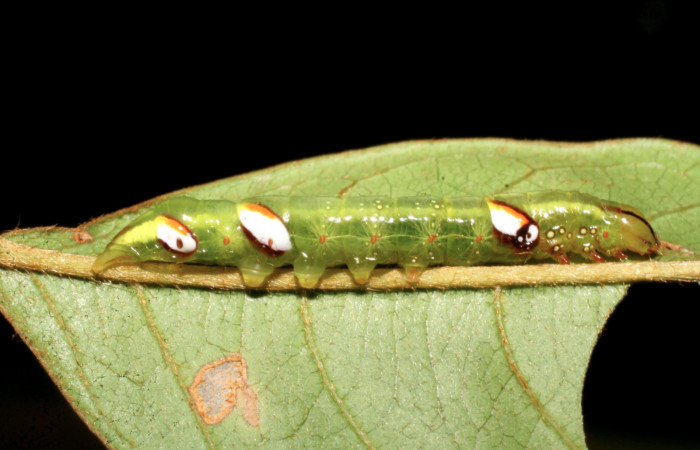 Figura 2. Larva <i>Naprepa cyllota</i> (Notodontidae), tercer estadío (PPU) vista lateral, localidad Camino Porvenir Sector Rincón Rain Forest ACG (383m). Voucher: 07-SRNP-40644-DHJ420271.jpg.