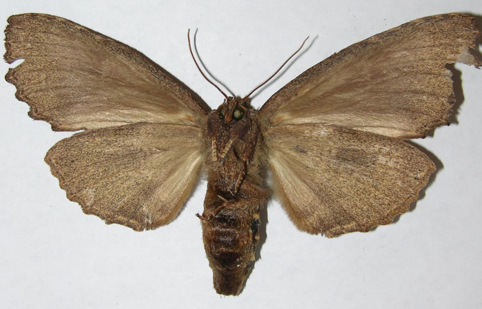 Figura 9. Adulto de <i>Naprepa cyllota</i> (Notodontidae), macho vista ventral, localidad Sendero Evangelista Sector Pitilla ACG (660m). Voucher: 08-SRNP-31033-DHJ399333.jpg.