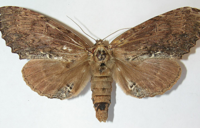 Figura 19. Adulto de <i>Naprepa flexifera</i> (Notodontidae), hembra vista dorsal, localidad Estación Biológica Cacao Sector Cacao ACG (1150m). Voucher: 09-SRNP-36575-DHJ515202.jpg.
