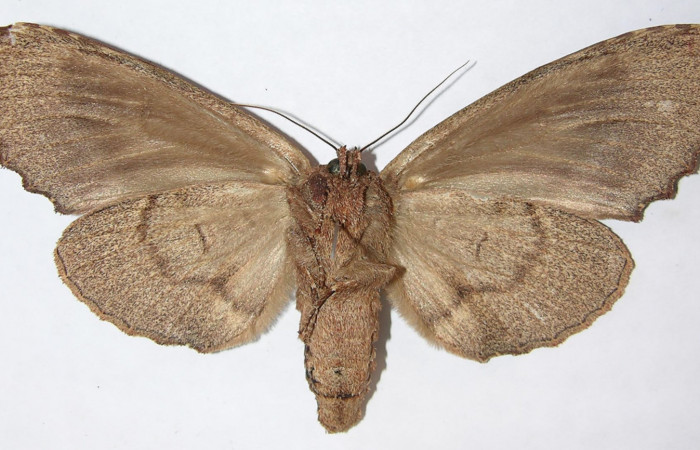 Figura 20. Adulto de <i>Naprepa flexifera</i> (Notodontidae), hembra vista ventral, localidad Estación Biológica Cacao Sector Cacao ACG (1150m). Voucher: 09-SRNP-36575-DHJ515203.jpg.