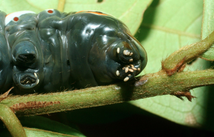 Figura 11. Larva <i>Naprepa cyllota</i> (Notodontidae), vista huevos de parásitos sobre el cuerpo, localidad Quebradona Estación Biológica Quica, Sector Pitilla ACG (475m). Voucher: 09-SRNP-70974-DHJ457600.jpg.
