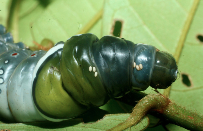 Figura 10. Larva <i>Naprepa cyllota</i> (Notodontidae), vista huevos de parásitos sobre el cuerpo, localidad Quebradona Estación Biológica Quica, Sector Pitilla ACG (475m). Voucher: 09-SRNP-70974-DHJ457603.jpg.