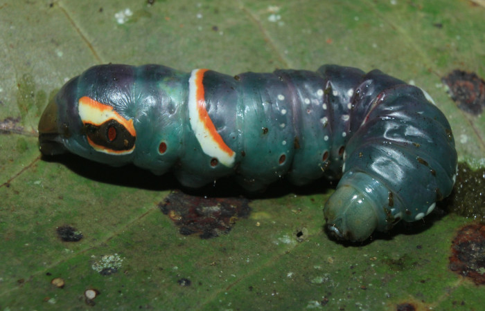 Figura 5. Larva <i>Naprepa cyllota</i> (Notodontidae), en estado de prepupa vista dorsal, localidad Estación Biológica Quica Sector Pitilla ACG (470m). Voucher: 16-SRNP-71053-DHJ733111.jpg.