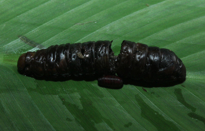 Figura 12. Larva <i>Naprepa cyllota</i> (Notodontidae), en estado de prepupa de donde salió pupario de parásito Tachinidae, localidad Estación Biológica Quica Sector Pitilla ACG (470m). Voucher: 16-SRNP-71053-DHJ733117.jpg.
