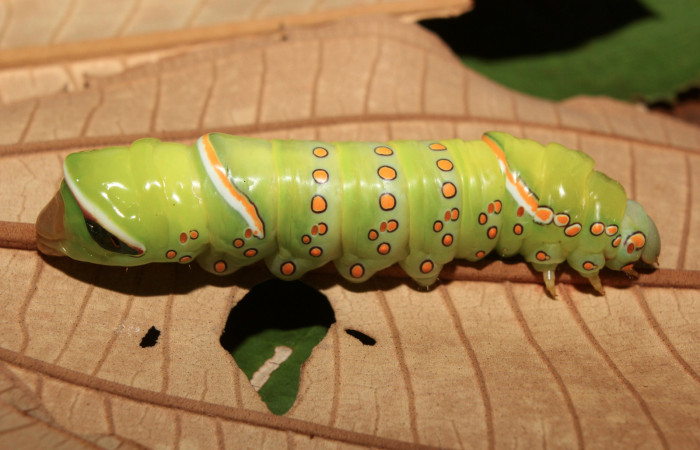 Figura 15. Larva <i>Naprepa flexifera</i> (Notodontidae), último estadío (U) vista lateral, localidad Calma Estación Biológica Quica, Sector Pitilla ACG (412m). Voucher: 17-SRNP-72114-DHJ738535.jpg.