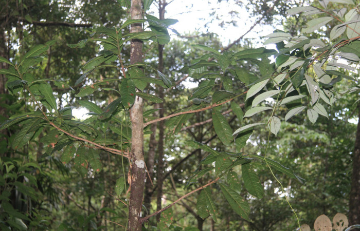 Figura 21. Planta hospedera de <i>Naprepa cyllota</i> (Notodontidae), esta planta se llama <i>Vochysia guatemalensis</i> (Vochysiaceae), localidad Medrano Estación Biológica Quica, Sector Pitilla ACG (380m), foto; Ricardo Calero 20 Octubre 2017.