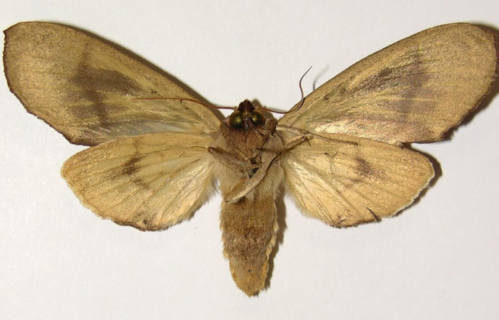 Figura 8. Adulto de <i>Crinodes besckei</i> (Notodontidae), hembra vista ventral, localidad Finca Araya Sector El Hacha ACG (295m). Voucher: 02-SRNP-16606-DHJ300841.jpg.