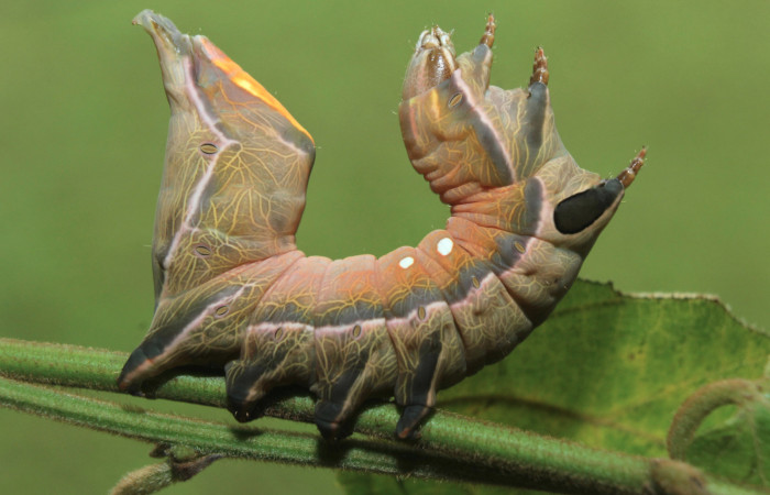 Figura 4. Larva <i>Crinodes besckei</i> (Notodontidae), último estadío (U) vista lateral, localidad Medrano Estación Quica Sector Pitilla ACG (380m). Voucher: 15-SRNP-71120-DHJ727577.jpg.